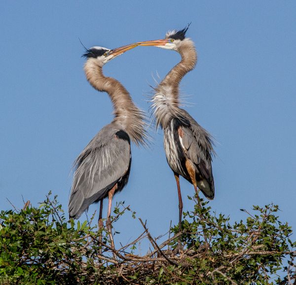 oiseau, aile, pélican, faune, le bec, baiser