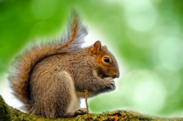 boom, natuur, hout, dier, wildlife, romp