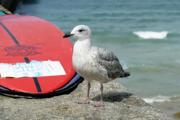 plajă, peisaj, mare, coastă, apă, natură