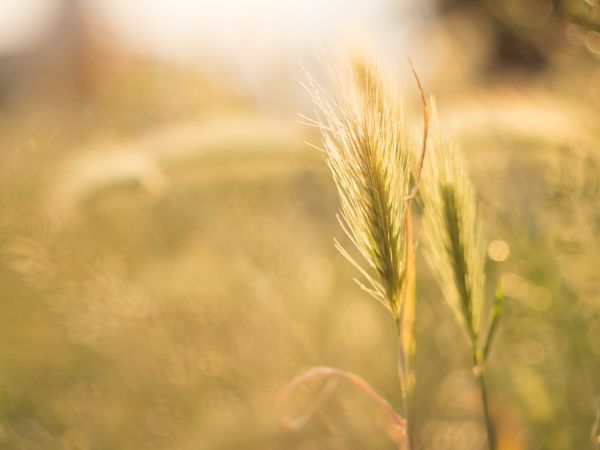 natura, erba, bokeh, pianta, fotografia, campo