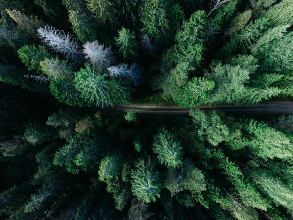 árbol, bosque, rama, planta, la carretera, paisaje