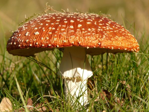 agaricaceae, natural landscape, agaric, penny bun, fungus, agaricomycetes