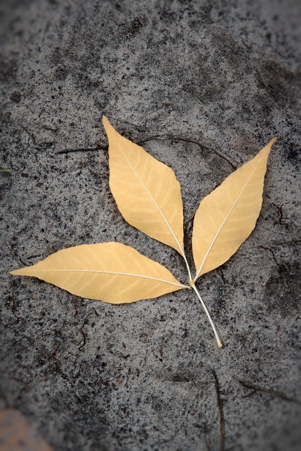 pohon,alam,sayap,menanam,sinar matahari,daun