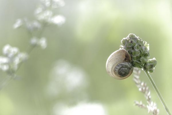 natura,ramo,pianta,fotografia,foglia,fiore