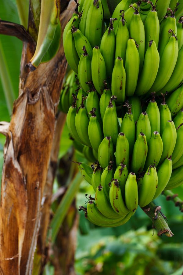 natură,plantă,fruct,copac,grup,buchet