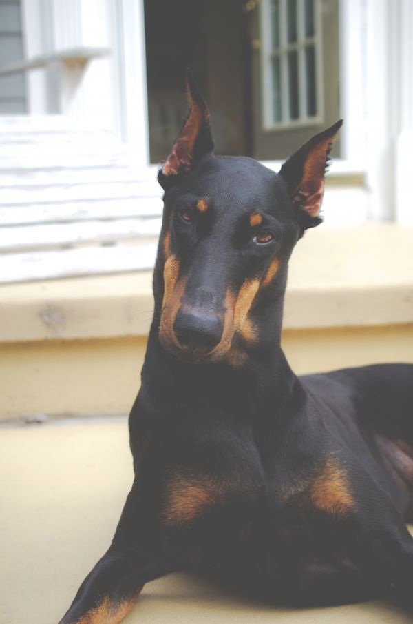 anjing,binatang menyusui,bertulang belakang,jenis anjing,anjing penjaga,hitam