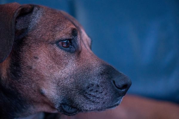 puppy, dog, animal, profile, pet, portrait