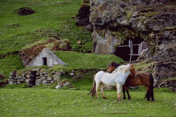 naturaleza,granja,prado,rural,manada,campo