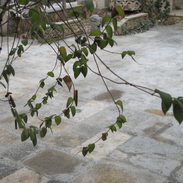 arbre,branche,architecture,la photographie,plante,feuille