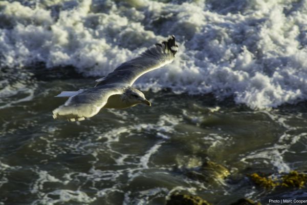 mar,oceano,peixe,Pássaros,Gaivota,Gaivotas