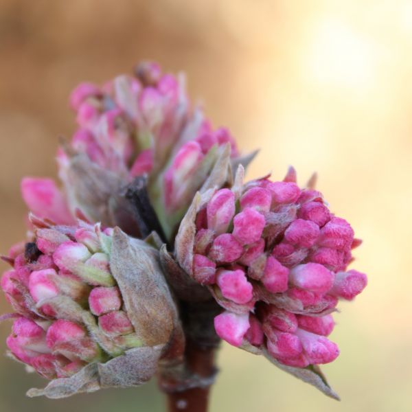 Natur,blühen,Pflanze,Blume,Blütenblatt,Frühling