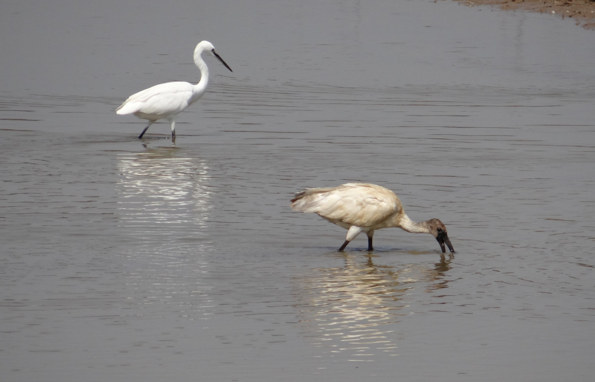 lintu, villieläimet, heijastus, nokka, kalastaa, eläimistö, ruokinta, selkärankainen, Intia, jalohaikara, harmaahaikara, ibis, vesilintu, kapustahaikara, Karnataka, jalohaikara, valkoinen ibis, epämääräinen necked