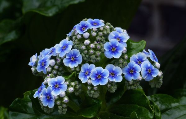 plante, blomst, botanik, flora, wildflower, hydrangea