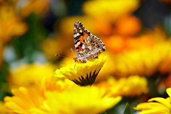 natura,pianta,fotografia,foglia,fiore,petalo