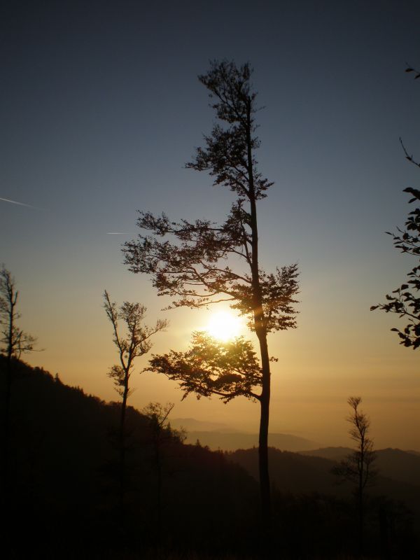 albero,natura,ramo,nube,pianta,cielo