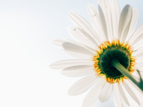 la nature,fleur,plante,blanc,la photographie,fleur