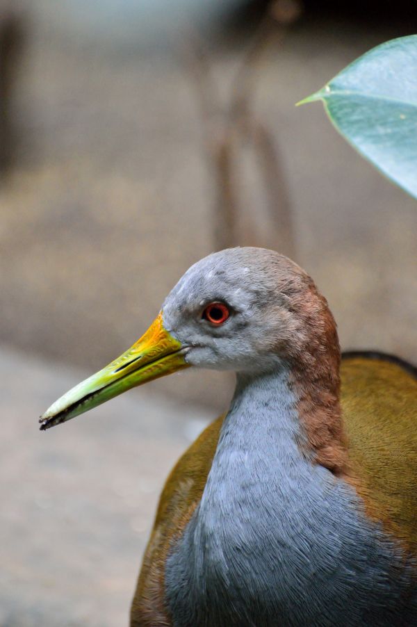 la nature,oiseau,Oiseau de mer,faune,portrait,le bec