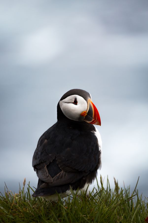 oiseau,animal,Oiseau de mer,faune,le bec,herbe