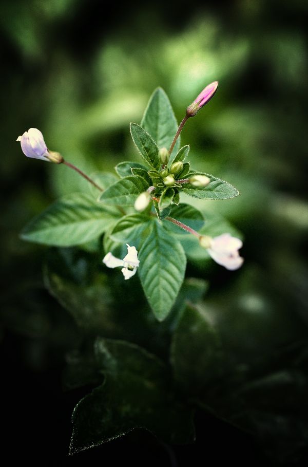 木, 自然, 花, 成長, 工場, 屋外