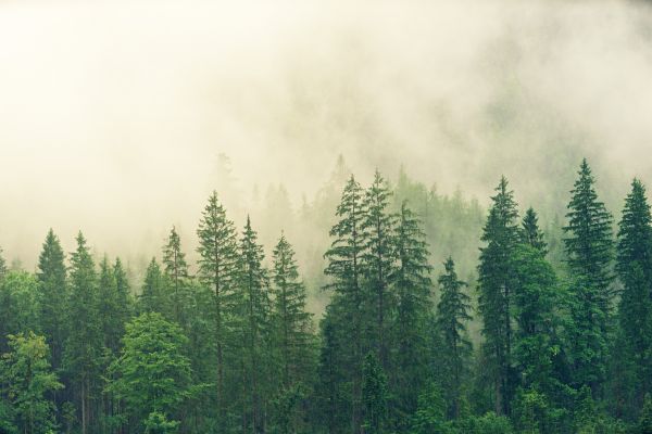 pohon,alam,shortleaf black spruce,merapikan hutan cemara,Hutan tropis dan subtropis,fenomena atmosfer