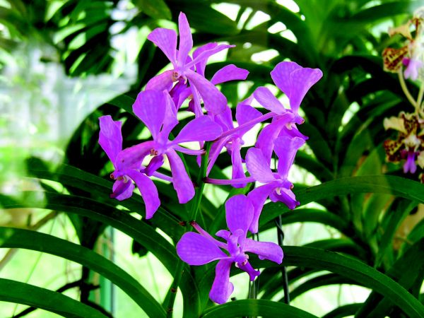 plant,flower,botany,flora,garden,orchid