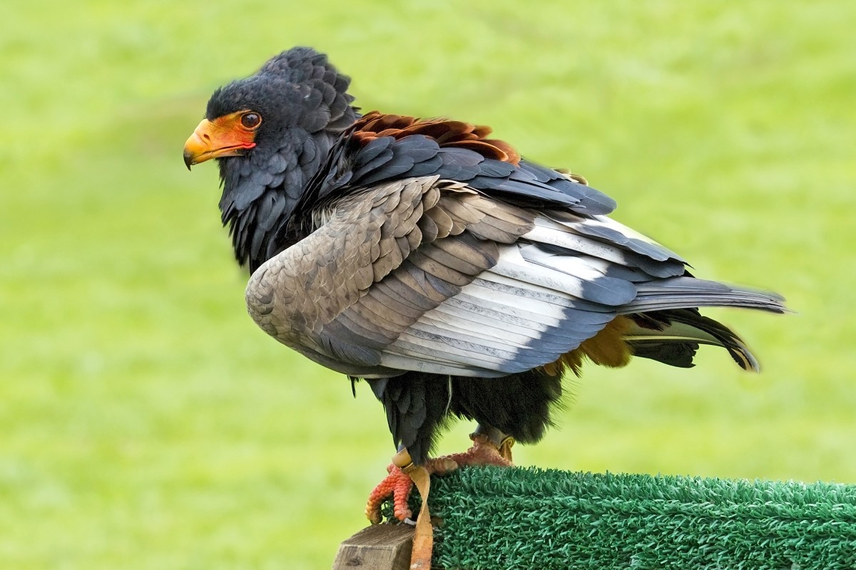 pasăre, aripă, animale sălbatice, grădină zoologică, cioc, vultur, faună, pasăre de pradă, animale vertebrate, vultur, păsări de apă, Bateleur vultur