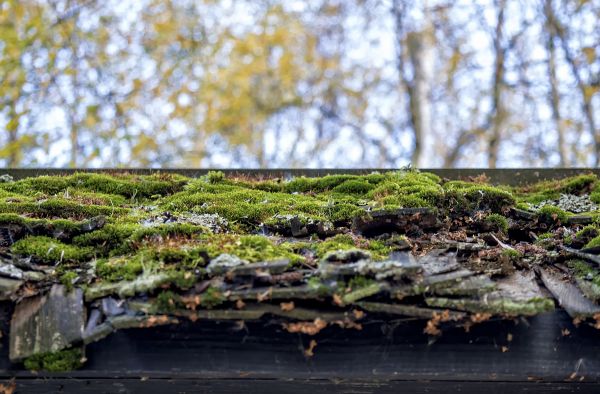 träd, natur, skog, vatten, sten, bokeh