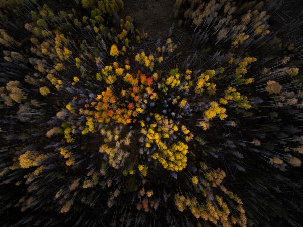 arbre,la nature,forêt,plante,lumière du soleil,feuille