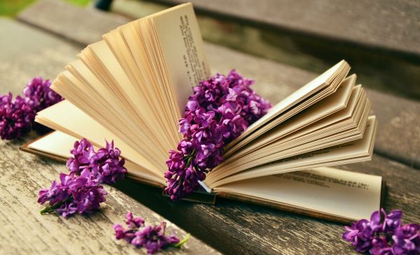 book,open,read,flower,purple,petal