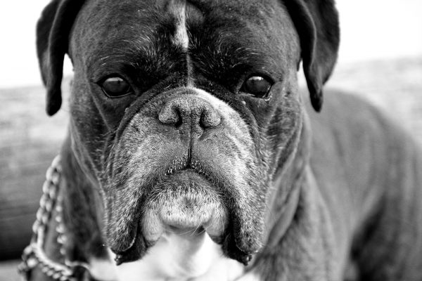 black and white, puppy, dog, mammal, monochrome, bulldog