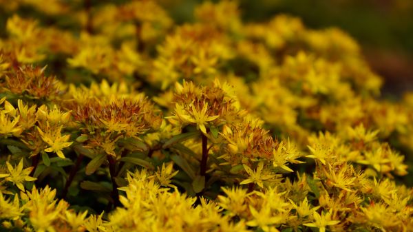 natur, blomst, plante, eng, blad, sollys