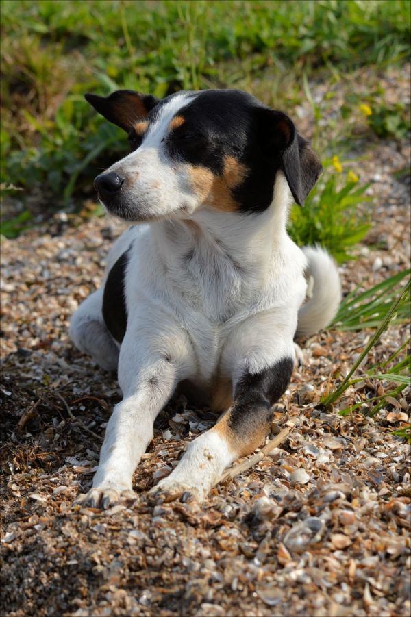 cucciolo, cane, animale, animale domestico, attraversamento, pelliccia