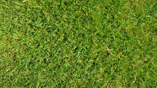 grass,plant,lawn,meadow,texture,leaf