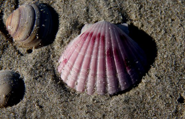 Strand,biologi,fauna,virvelløse,skjell,skjell