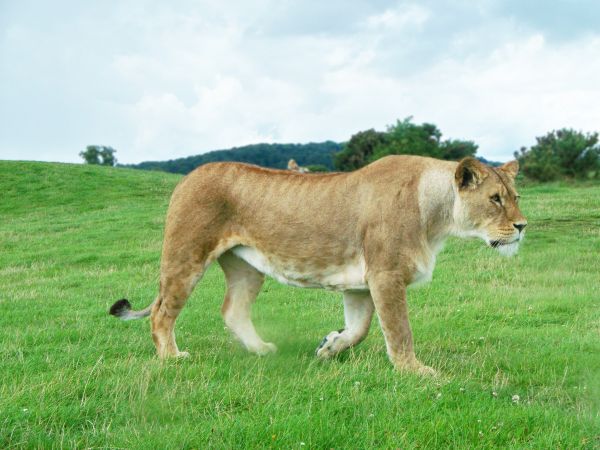 animale sălbatice,sălbatic,pisică,iarbă,Femeie,păşune