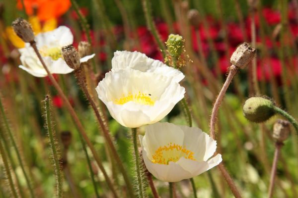 landskab, natur, blomst, plante, eng, hvid