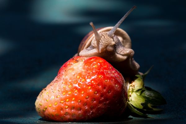 natur,plante,mad,rød,fremstille,frugt