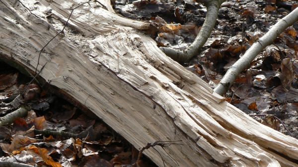 arbre, la nature, branche, hiver, plante, forêt