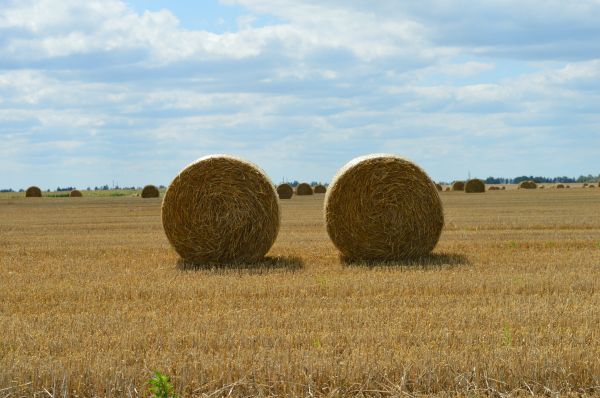 plante, foins, champ, ferme, ciel, balle