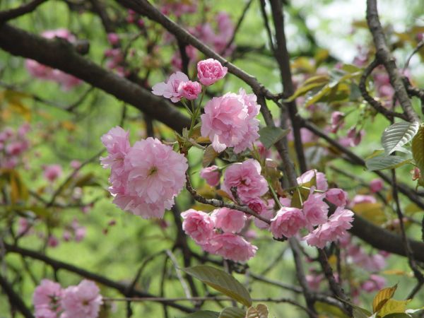 tre,gren,blomstre,anlegg,frukt,blomst