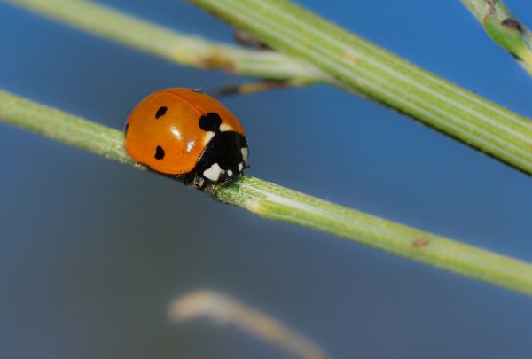 natuur,fotografie,insect,macro,lieveheersbeestje,geel