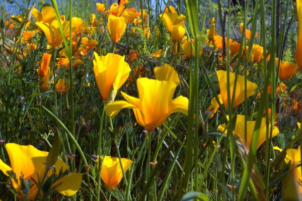 Pflanze,Blume,Kanon,Gras,Feld,Wiese