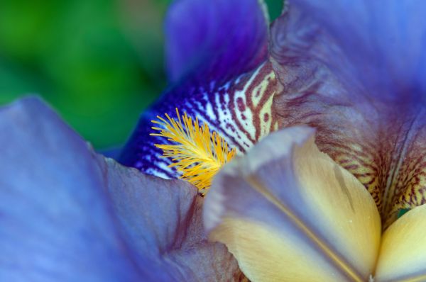 naturaleza,flor,planta,flor,pétalo,fotografía