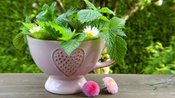 naturaleza, planta, flor, verano, hoja, margarita