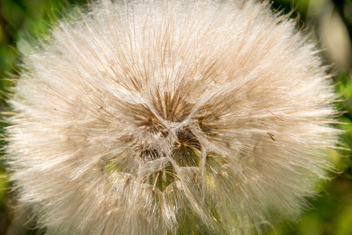 landskap, natur, gräs, vildmark, ljus, växt, vit, äng, maskros, solljus, utsäde, blomma, blomma, vind, sommar, pollen, grön, producera, makro, parkera, botanik, trädgård, flora, fauna, vild blomma, närbild, tistel, mjuk, ut, tyst, blåsa, ömtålig, frisch, anbud, makrofotografering, blommande växt, daisy familjen, gräs familj, växtstemen, mark växt