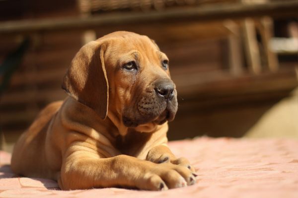 puppy,hond,dier,zoogdier,gewerveld,beest