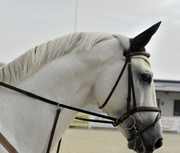 branco,animal,cavalo,rédea,mamífero,lugar