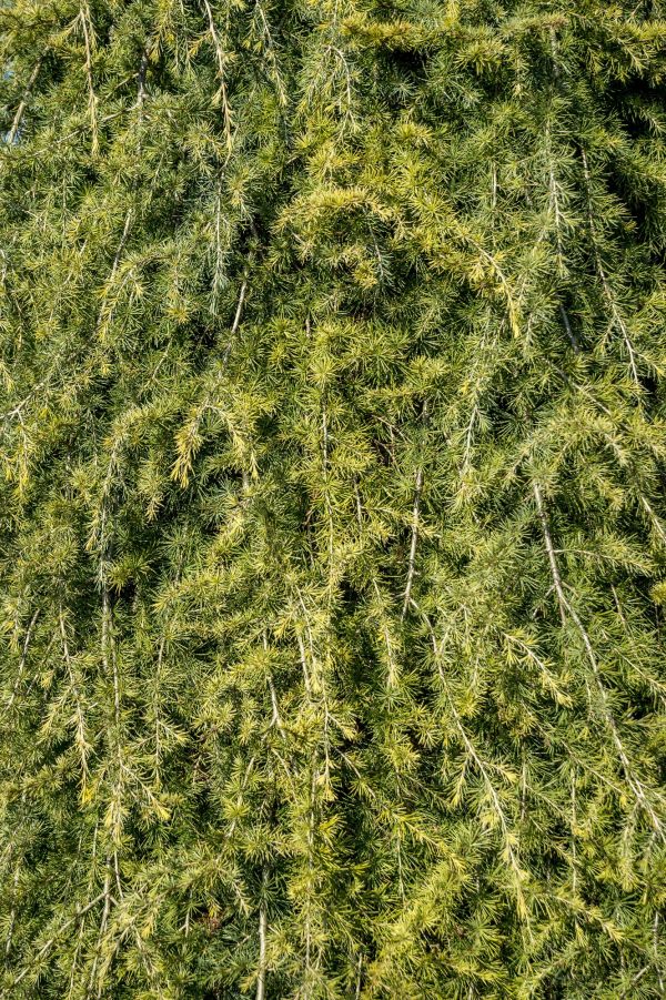 árbol, bosque, rama, planta, hoja, textura