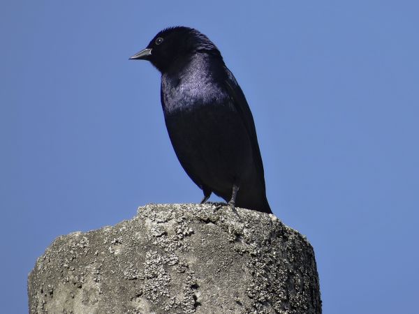 natuur,vogel,wildlife,bek,blauw,fauna