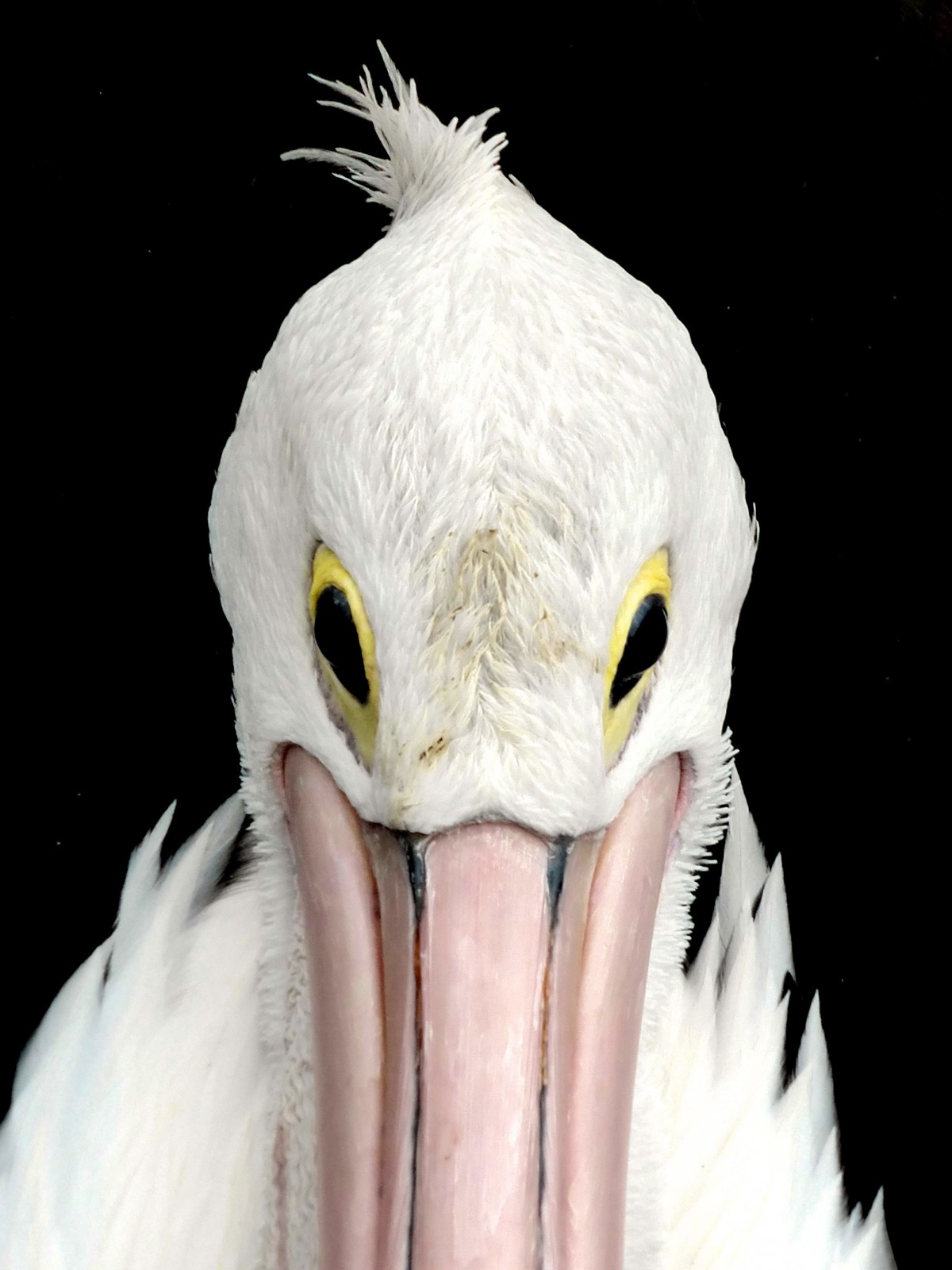 fugl, vinge, hvit, pelikan, Seabird, dyreliv, nebb, nærbilde, avian, fauna, rovfugl, nærbilde, ansikt, øyne, øye, hode, virveldyr, waterbird